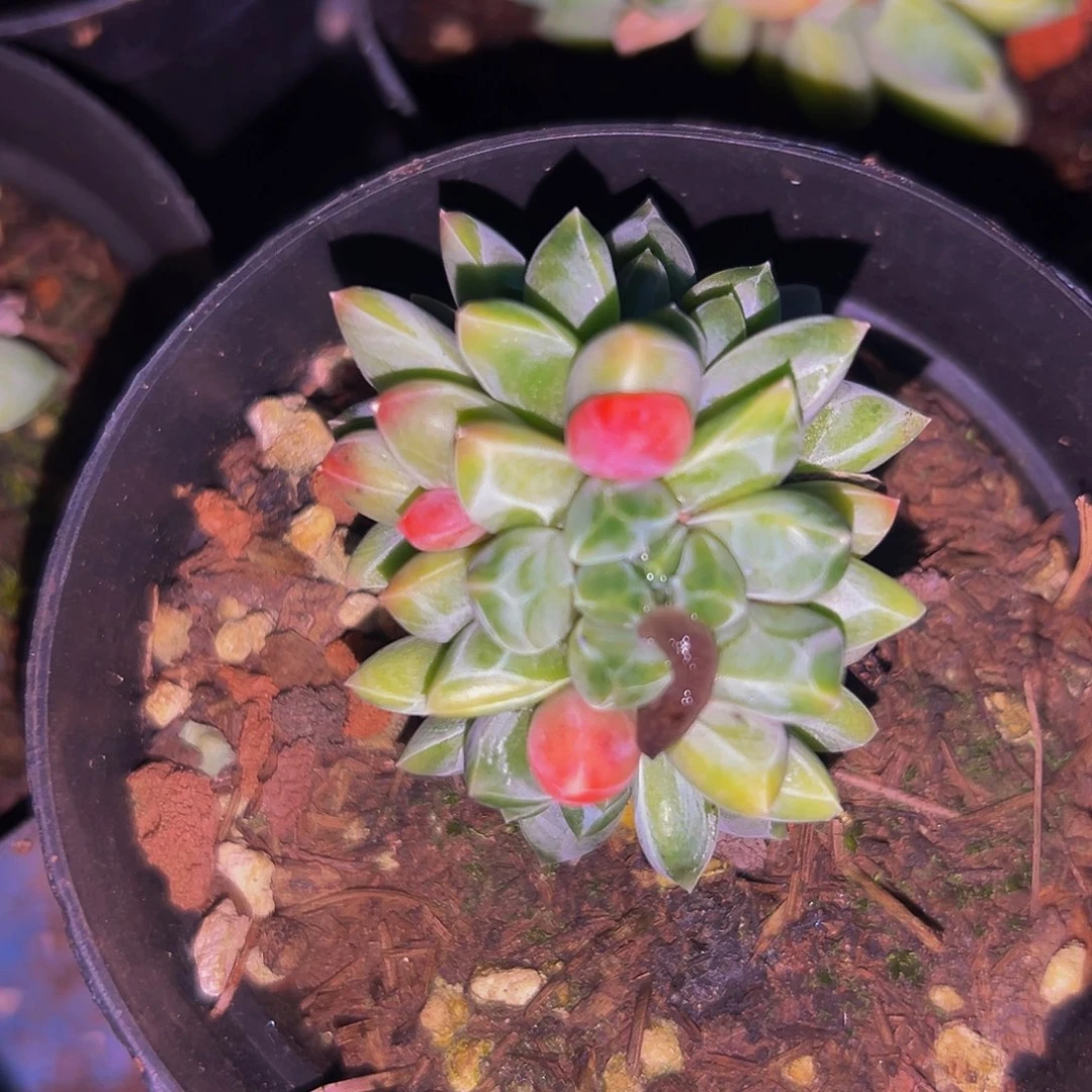 桔云多肉美人精品系列