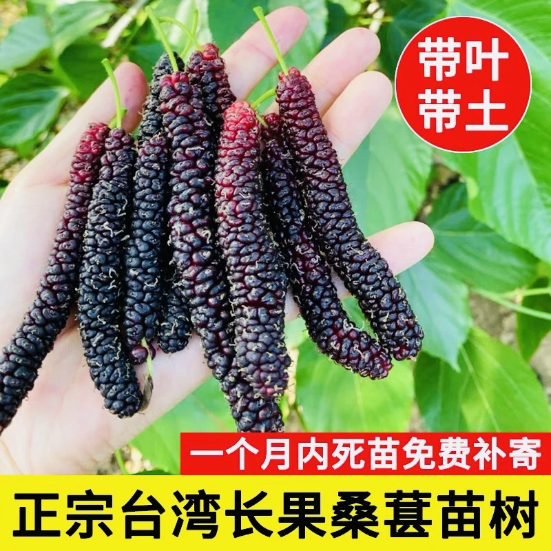 【台湾长果桑葚】四季结果水果桑葚超爱结果露天苗盆栽地栽庭院阳台