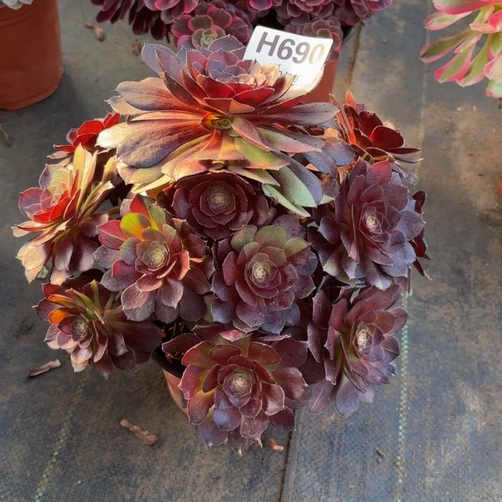 瑞妈，，，。。。。690黑美人，