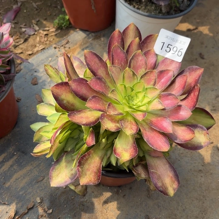 韶华多肉法师1596