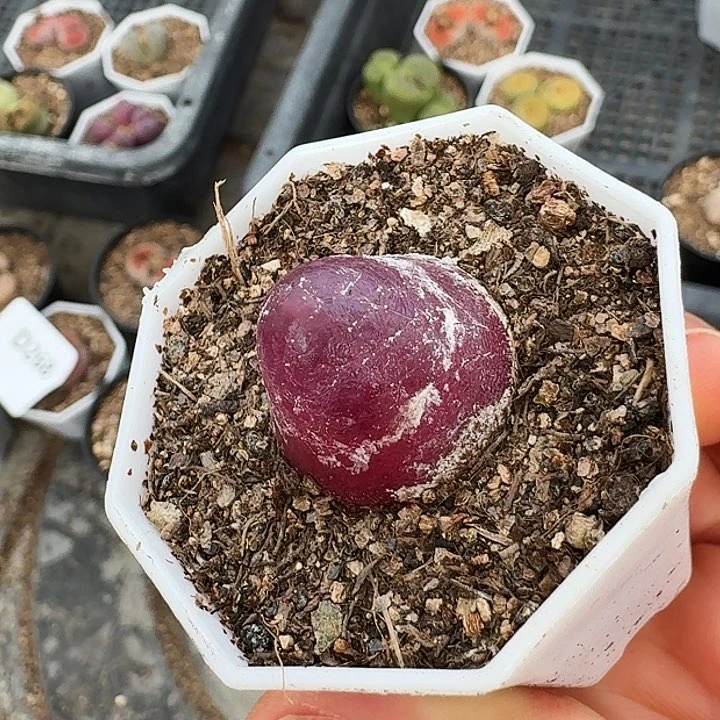 生石花11111。 270