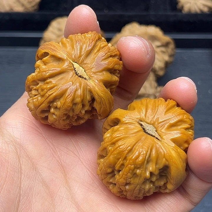 核桃秦岭突突突突突突
