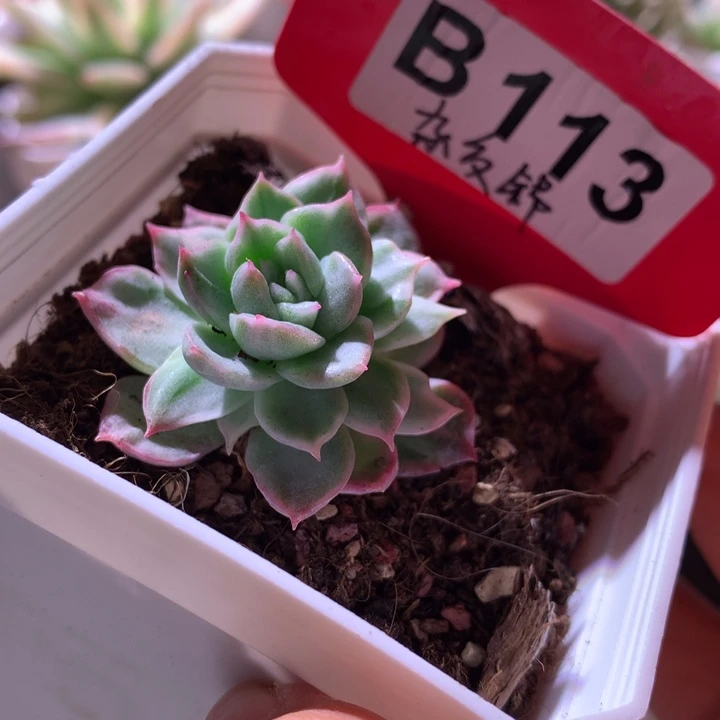 杂交锦有根有根有