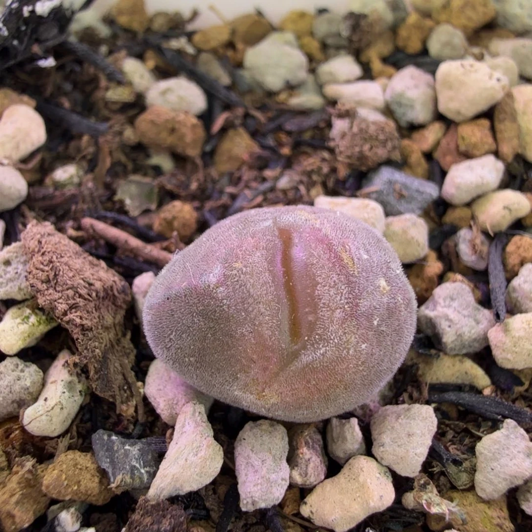 韩国大眼睛缀化 11-21-L17