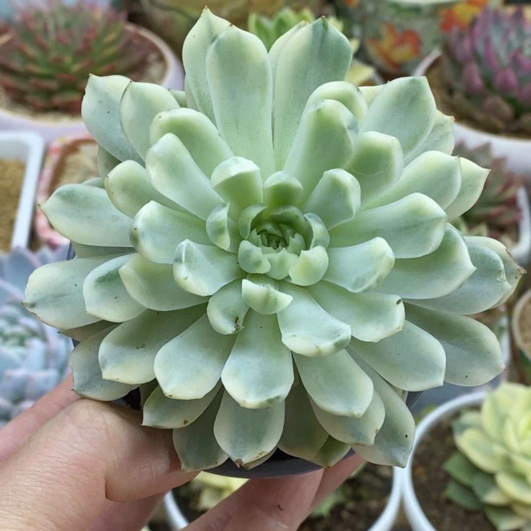 738月影精灵锦锦锦锦锦锦锦