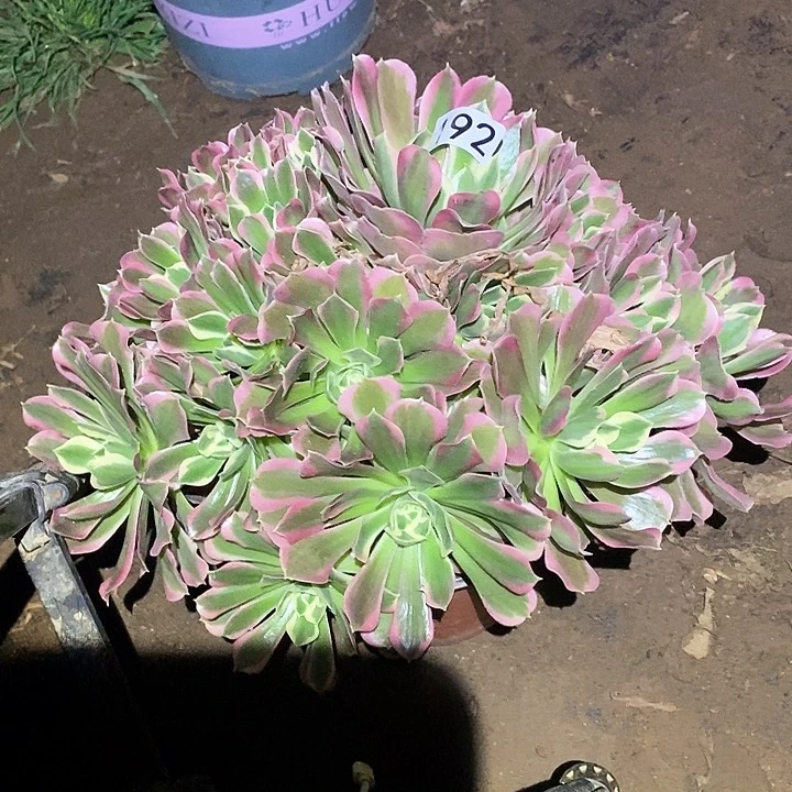 多肉植物法师192白凤