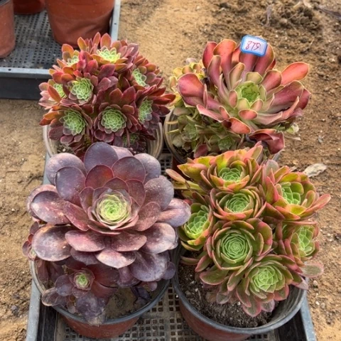 875多肉植物组合