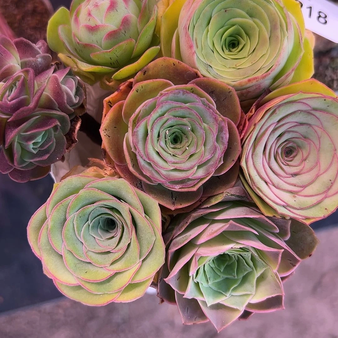 花生 花束福利 7颗  918