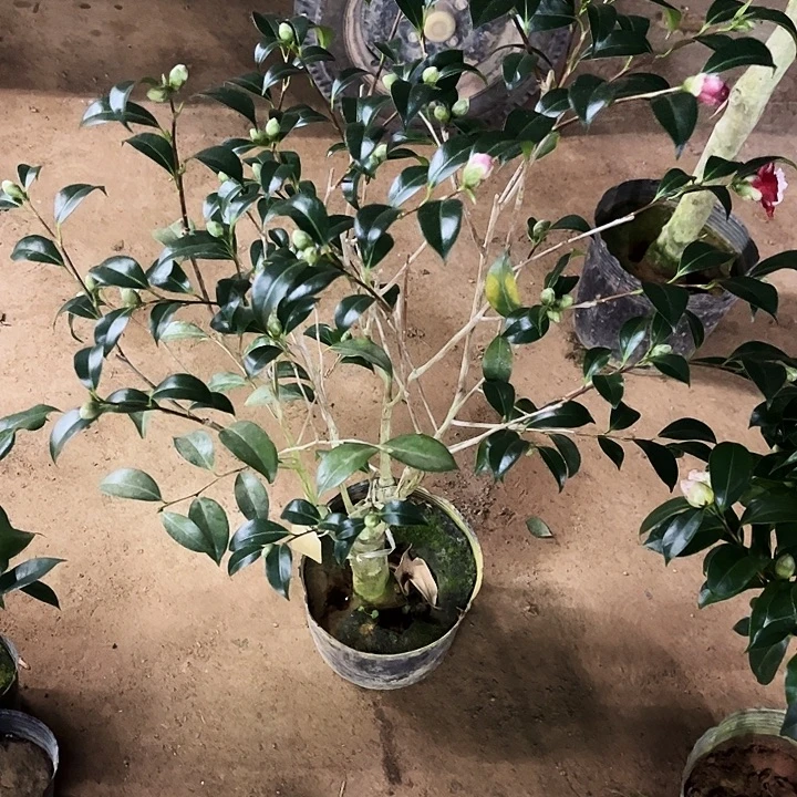 无花朵红卜伴。