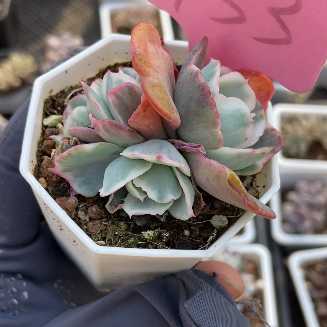 933伯克利锦多肉植物