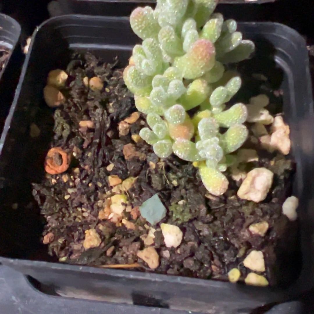 优选冰晶老桩55杯