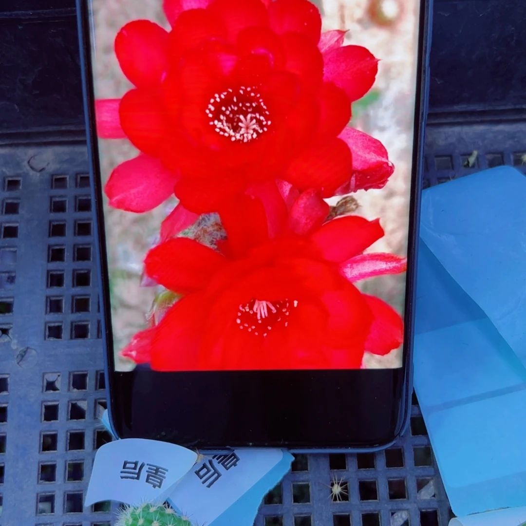 下28白檀皇后3个无根小侧芽20包邮