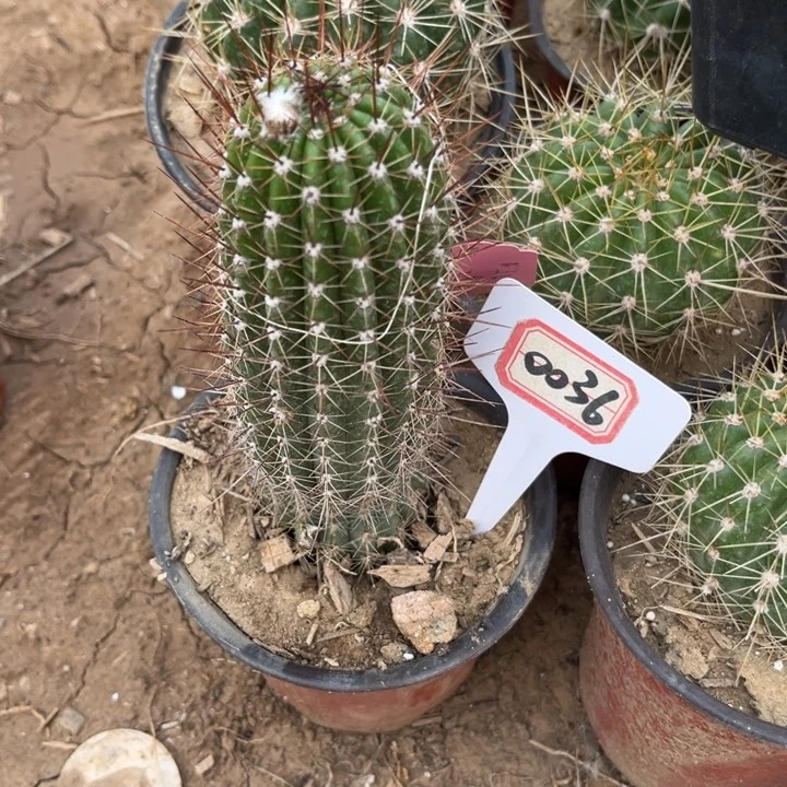 增*0036。毛花柱大满贯有花苞