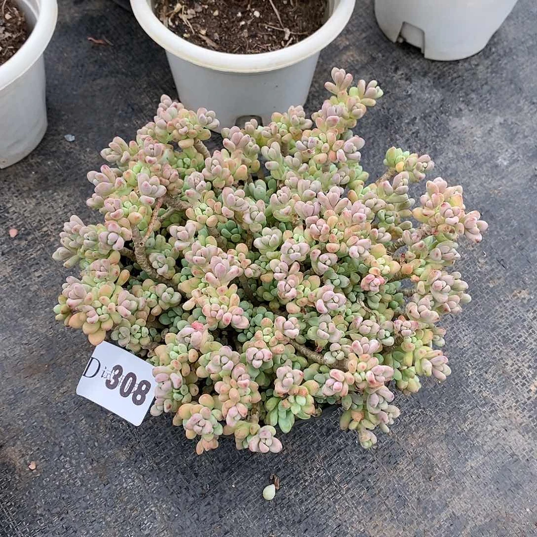丝*308绿豆多肉植物