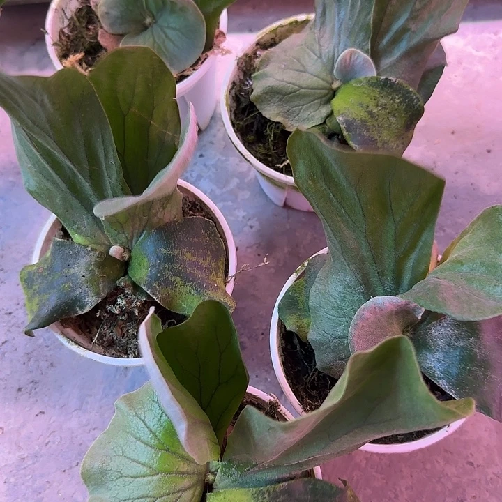 完全开放象耳鹿角蕨盆栽开播福利