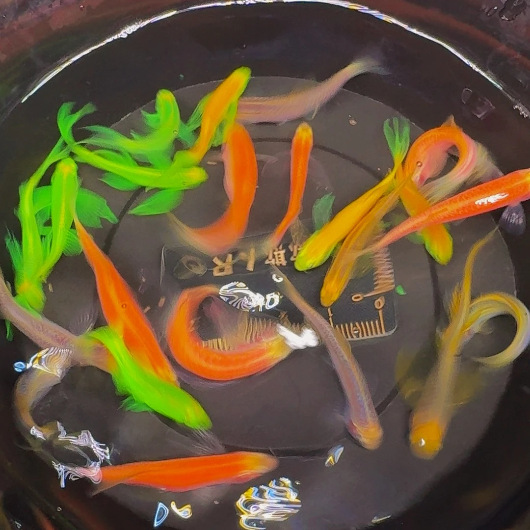 斑马鱼混搭斑马微瑕疵22