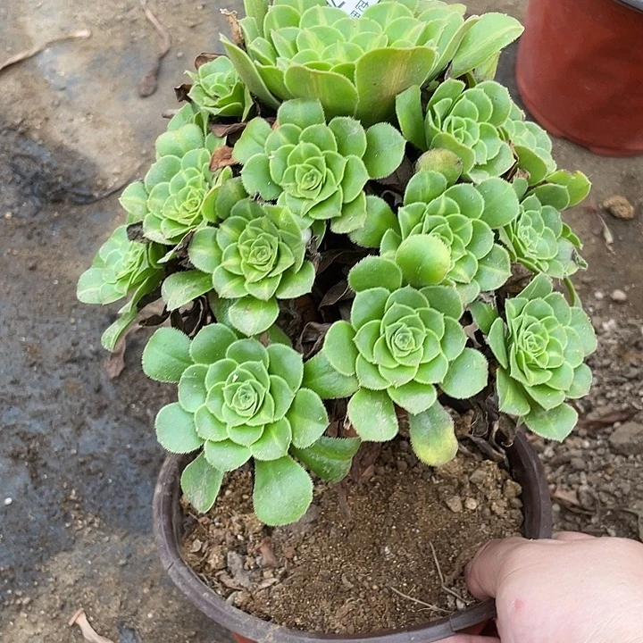 247琉璃多肉植物法师