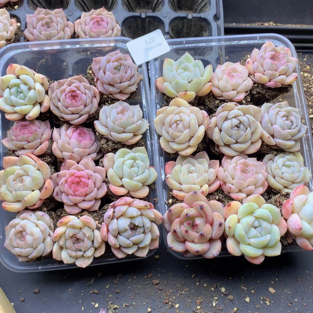 反反复复还是很开心的071