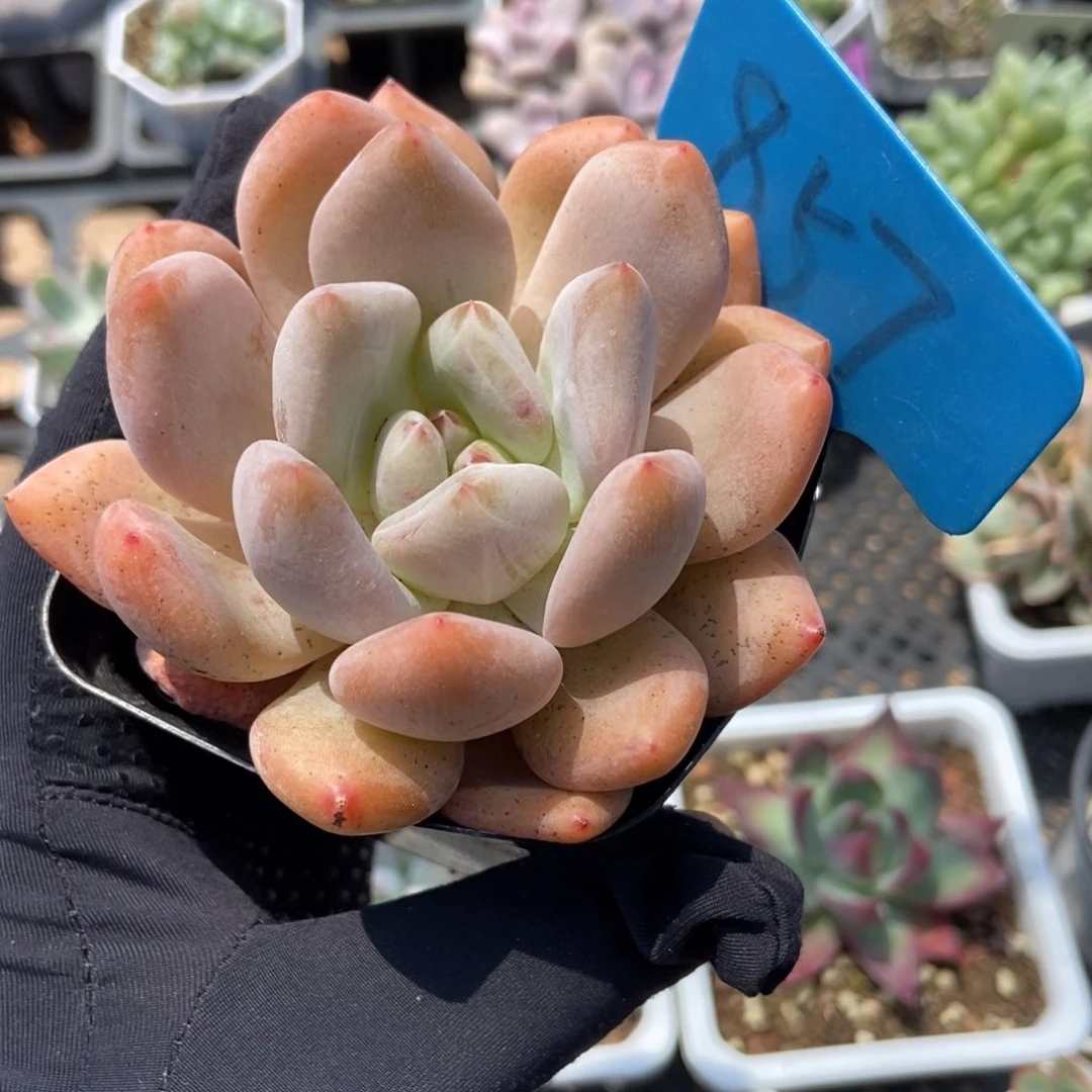 857美人杂多肉植物保护