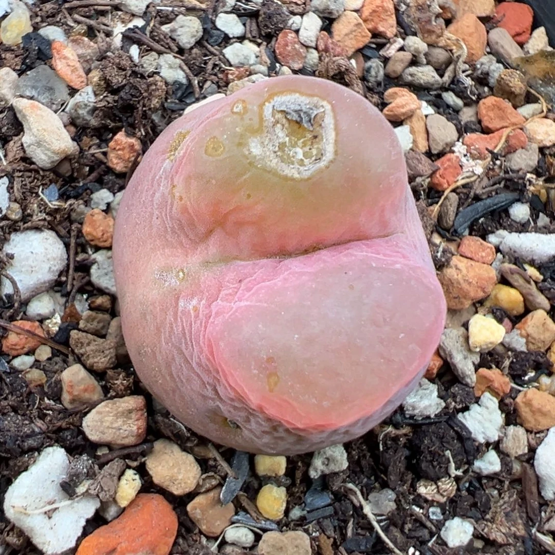 9.20好看的多肉脱土发货013