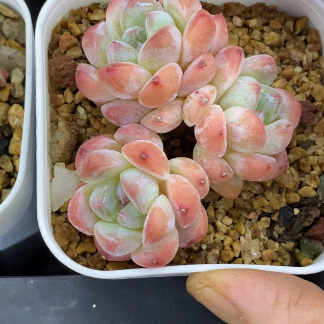 精品多肉一物一拍不包整350