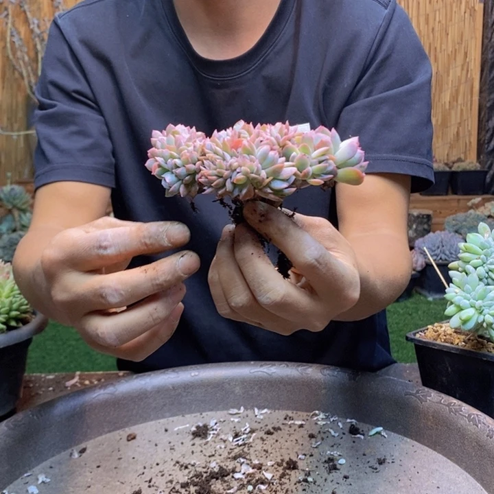 刘***a227号莎莎多肉植物