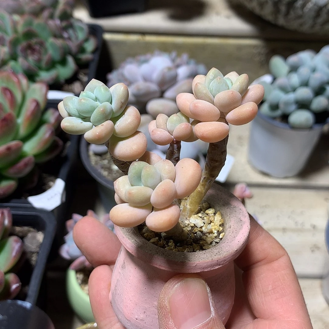 6689白奶糖多肉一颗6厘米