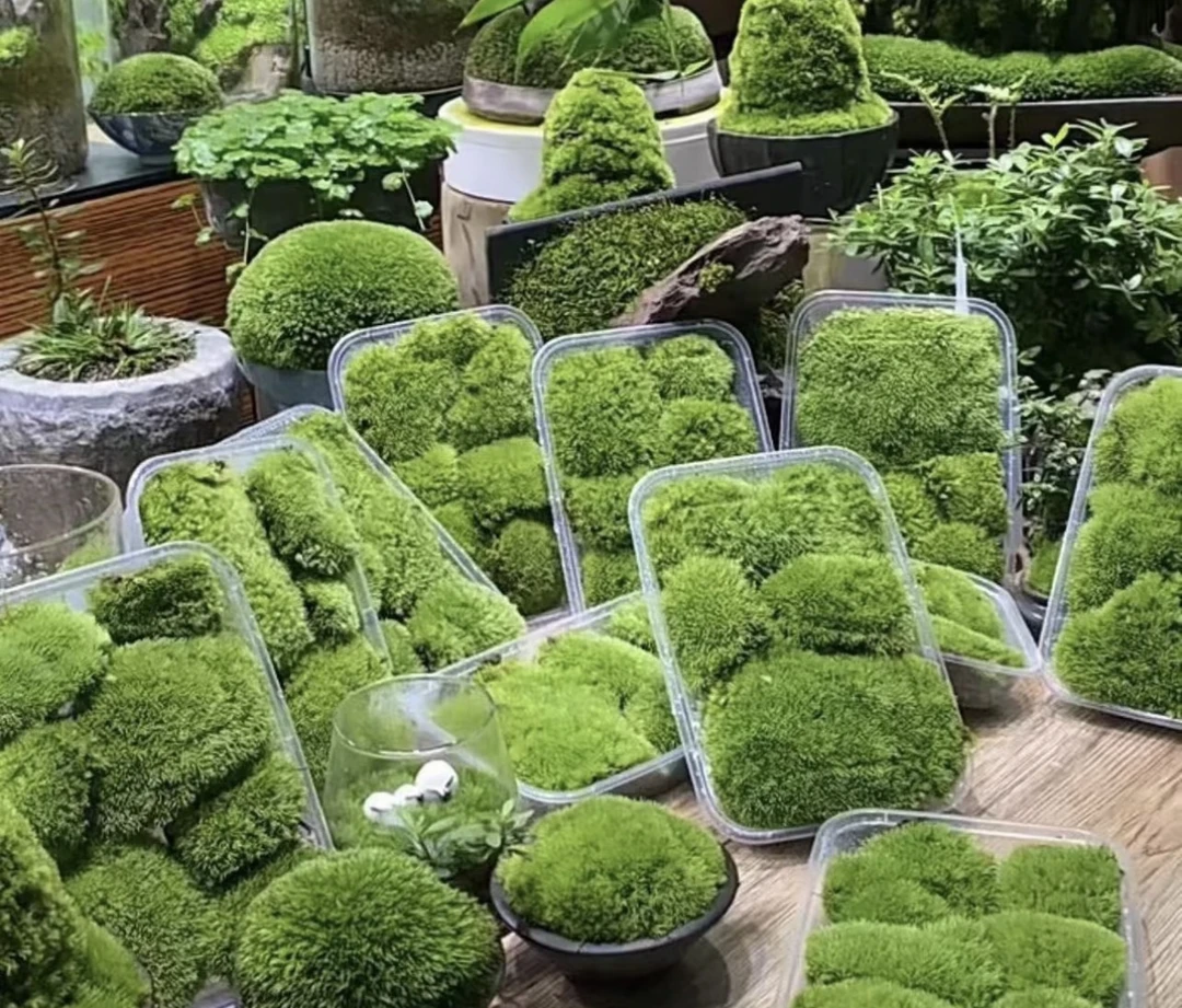 鲜活白发藓微型植物苔藓微景观植物盆景青苔水陆缸造景材料