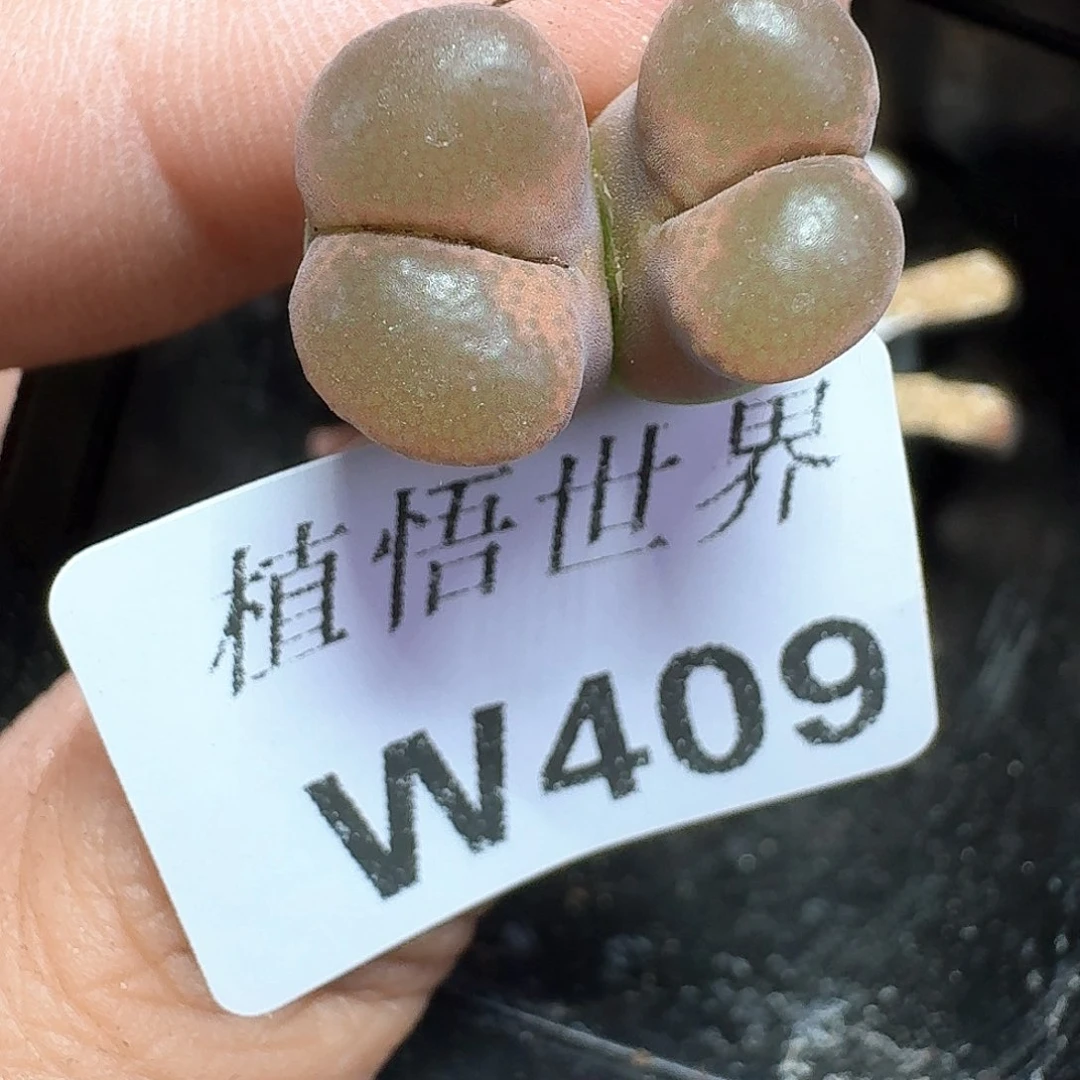 多肉W多肉植物哇我的人