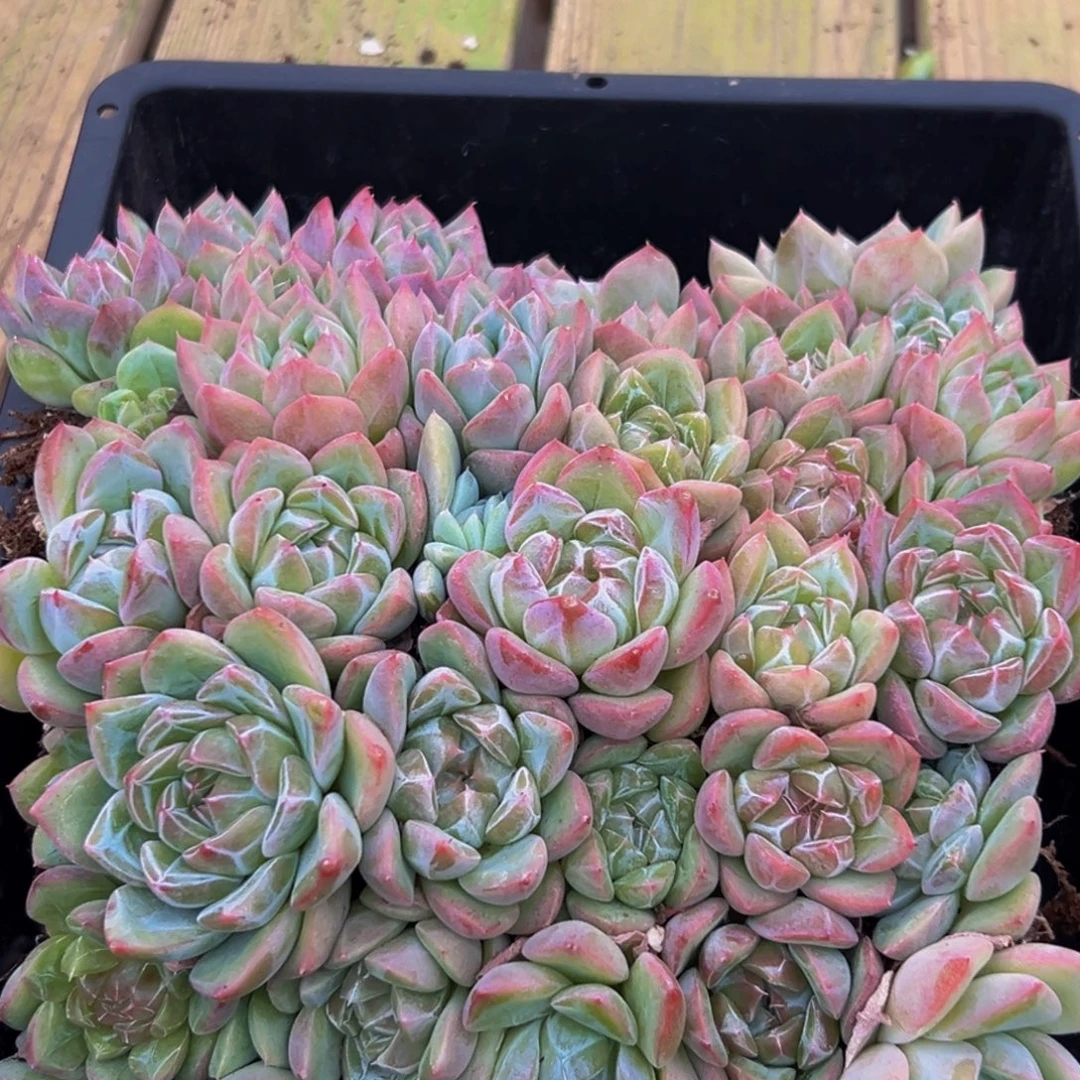 451多肉葡萄的味道是真的好吃