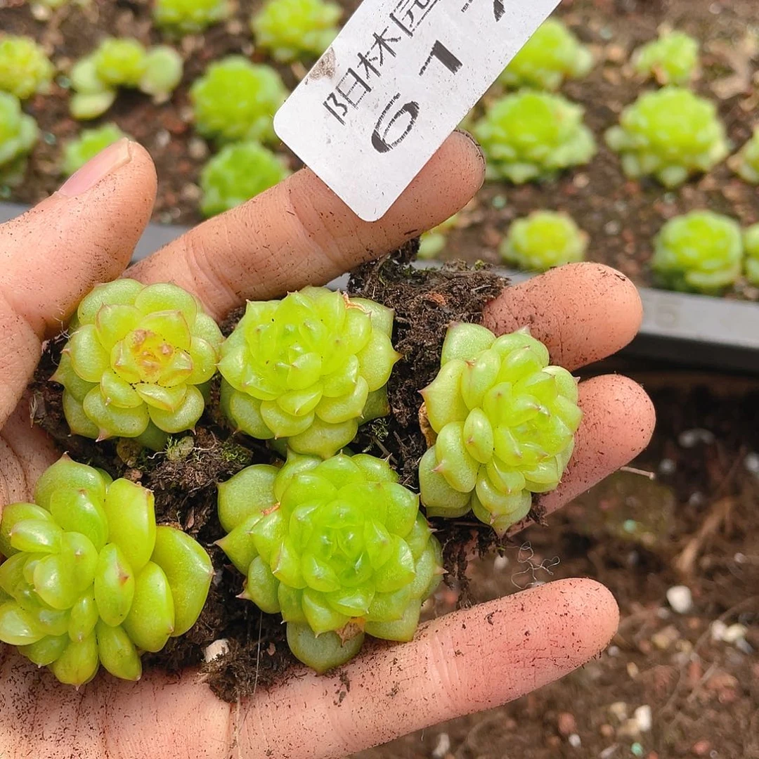 多肉植物多肉植物617