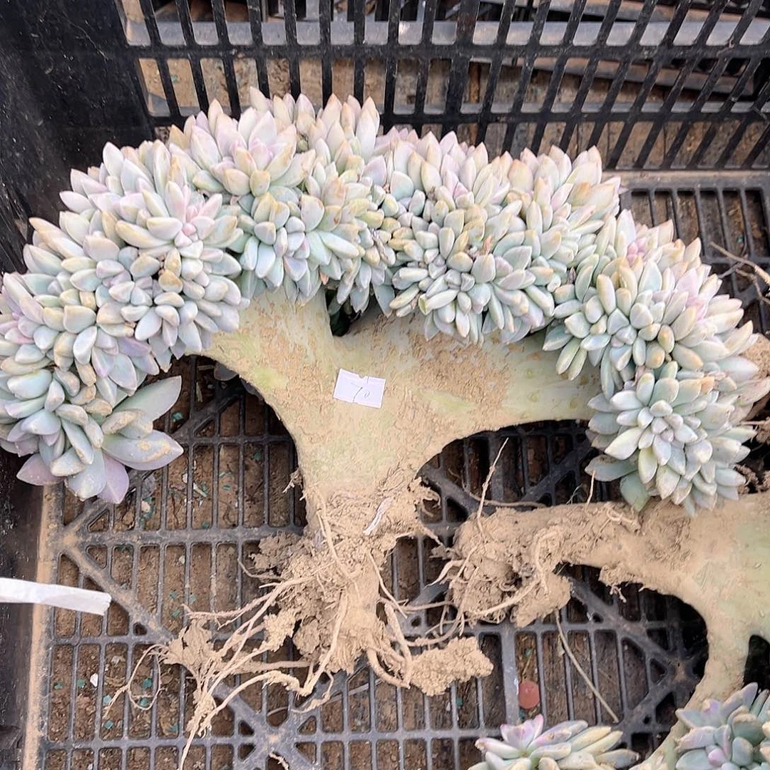 y***院70号淡雪缀化一物一拍