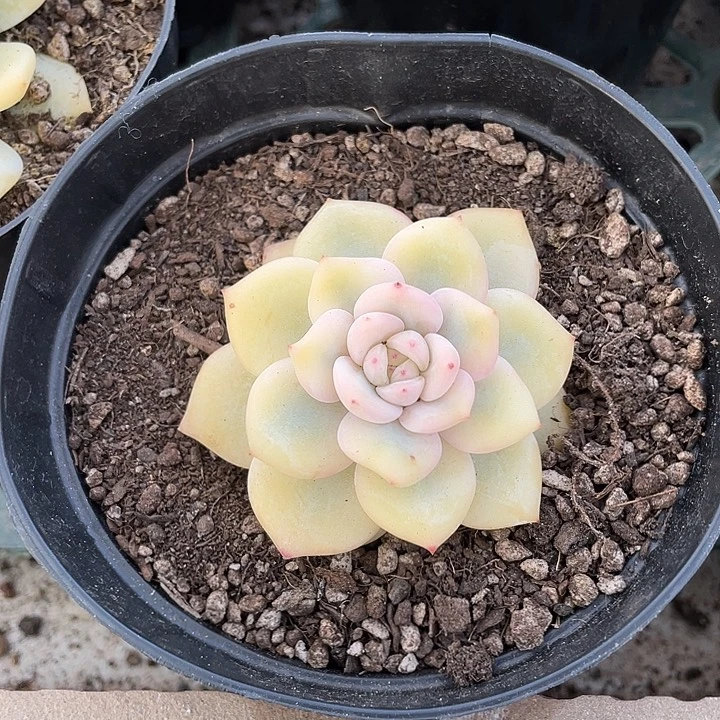 梦露宽锦一物一拍