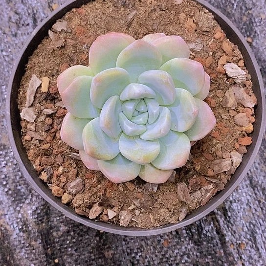 无花朵草***?冰玉多肉