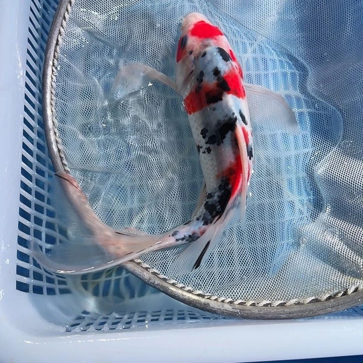 海水鱼锦鲤锦鲤锦鲤