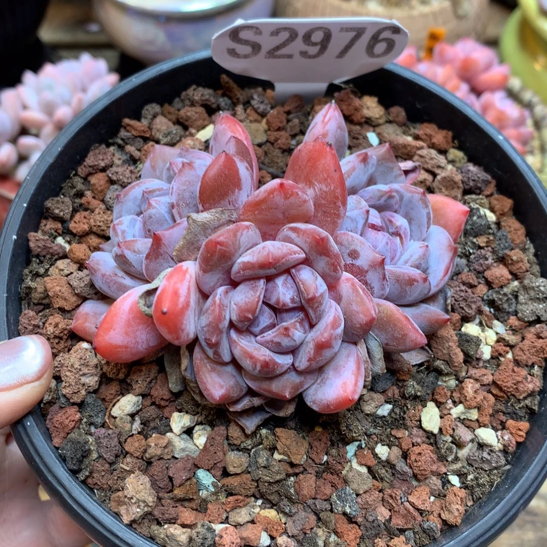 S2976 星影老桩 福利 新粉福利