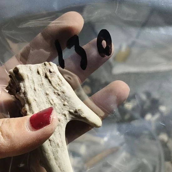 新***月鹿角鹿角鹿角鹿角鹿角鹿角