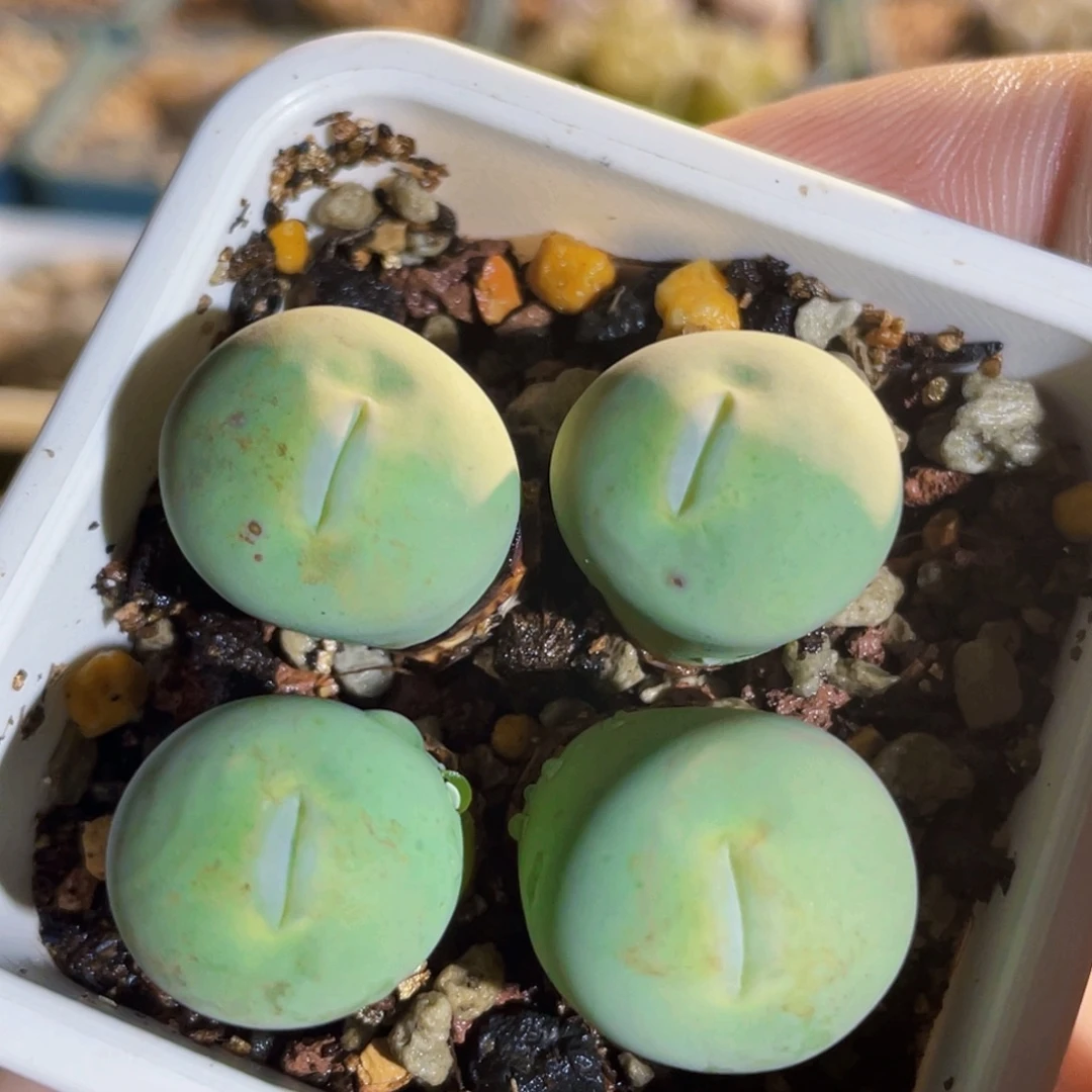 玻尿酸大嘴嘟嘟嘴植物一物一拍