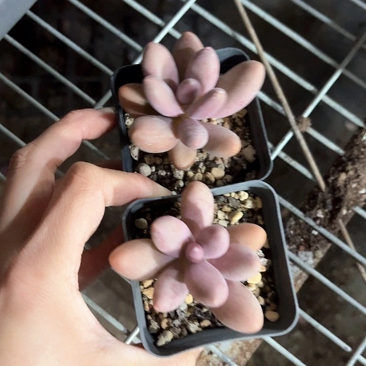 ?*菜xv z xv c z c g 062