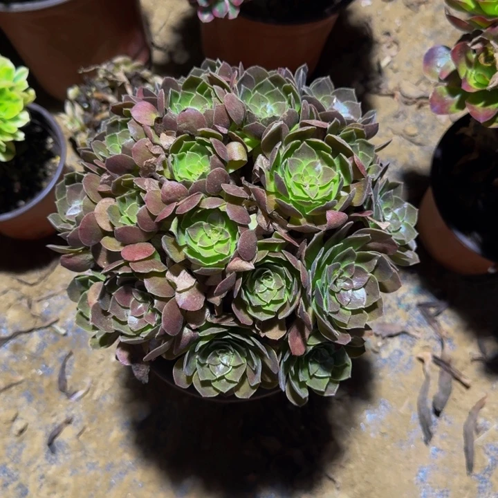 黑魔掐心脱土发货12.8