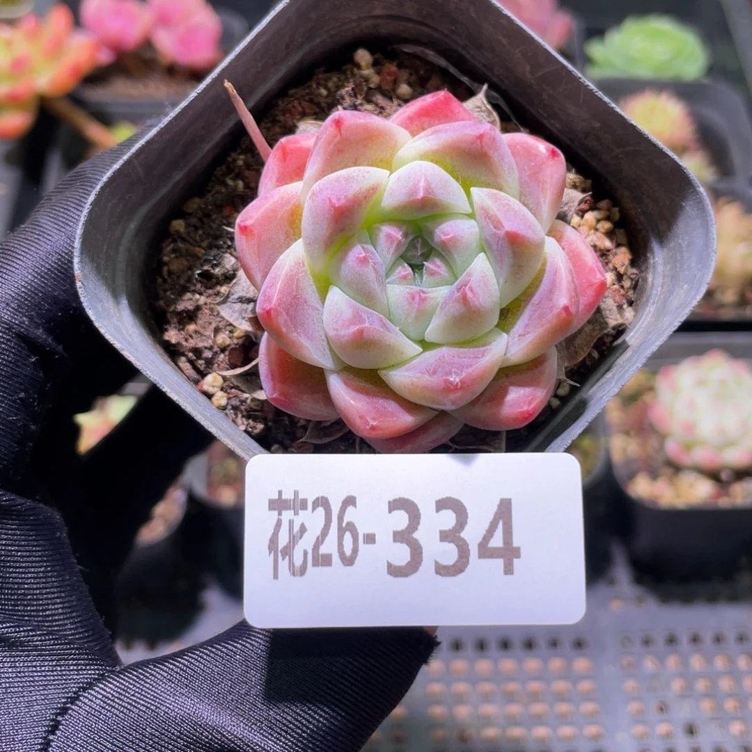 花利美26-334新品