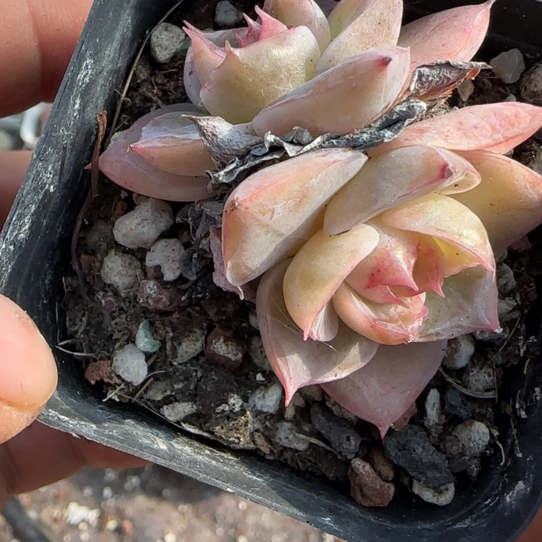 小卡拉米糖心一物一拍