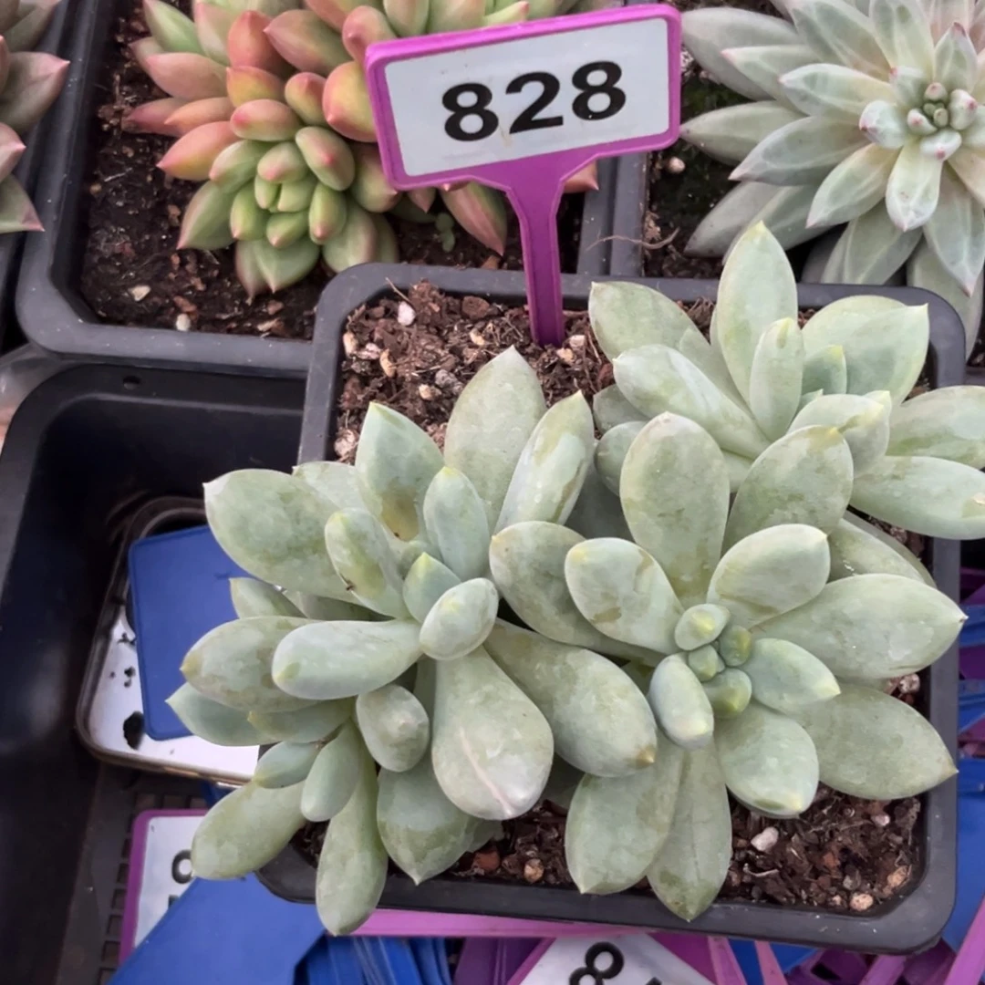 多肉植物胖体哥特828