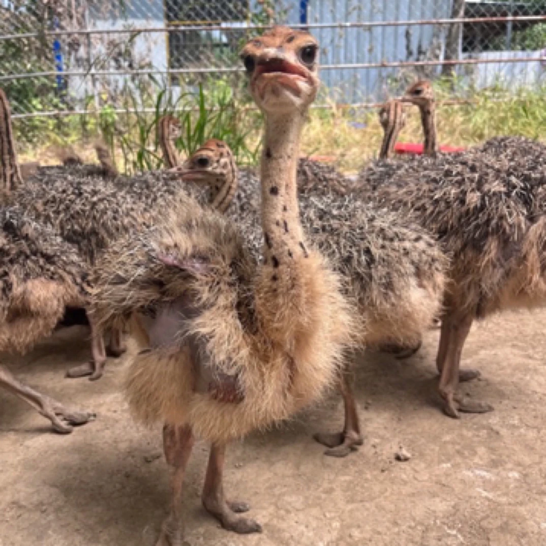 45天可遛弯的宠物文鸟