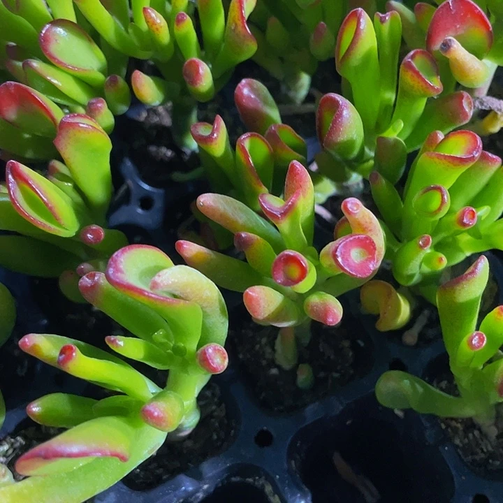 小西财树1元带土发