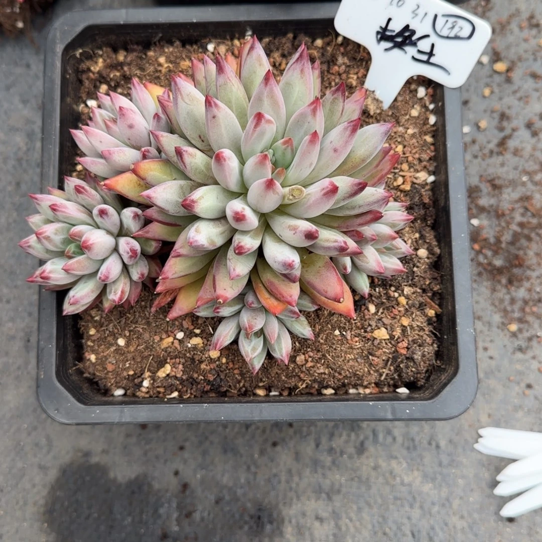 7***l一物一拍彩体虞美人群192