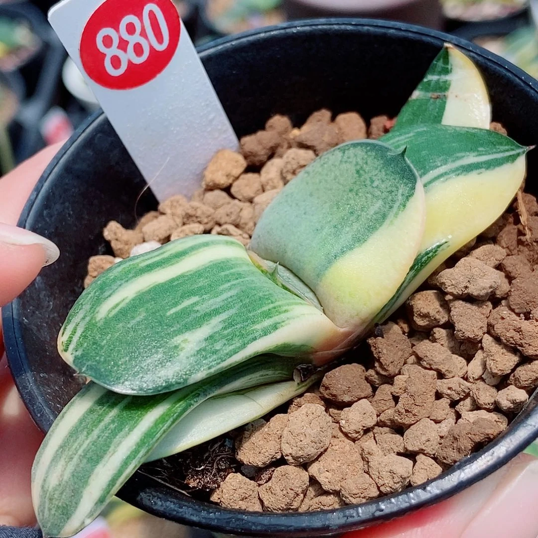 880卧牛实生锦带盆发货