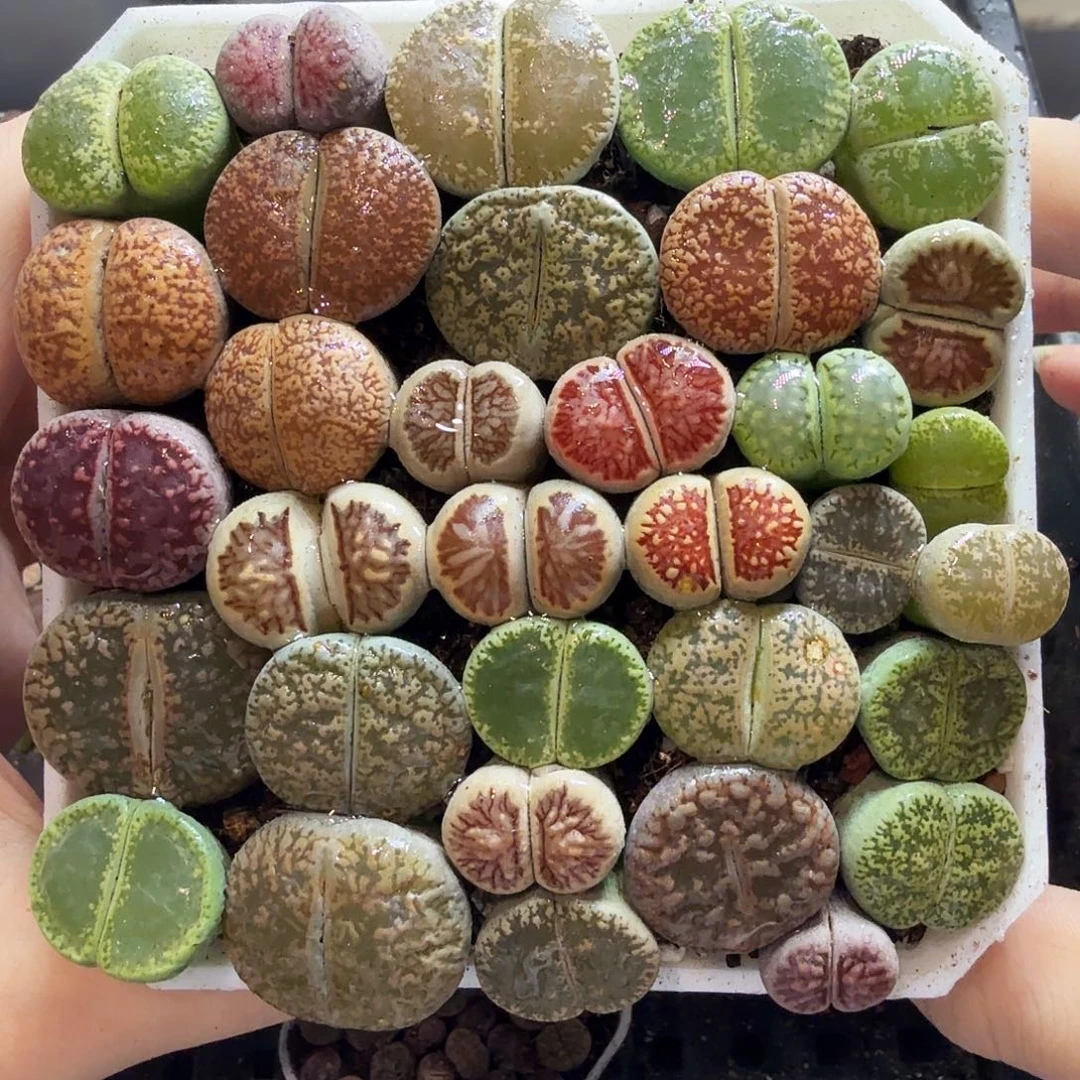 开***天多肉植物的生长发育和585