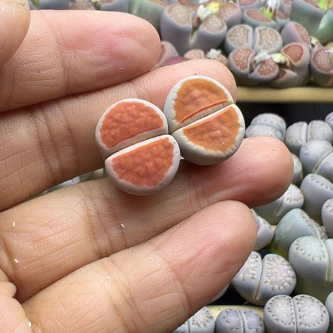 1910 生石花部分有伤长腿清不售后