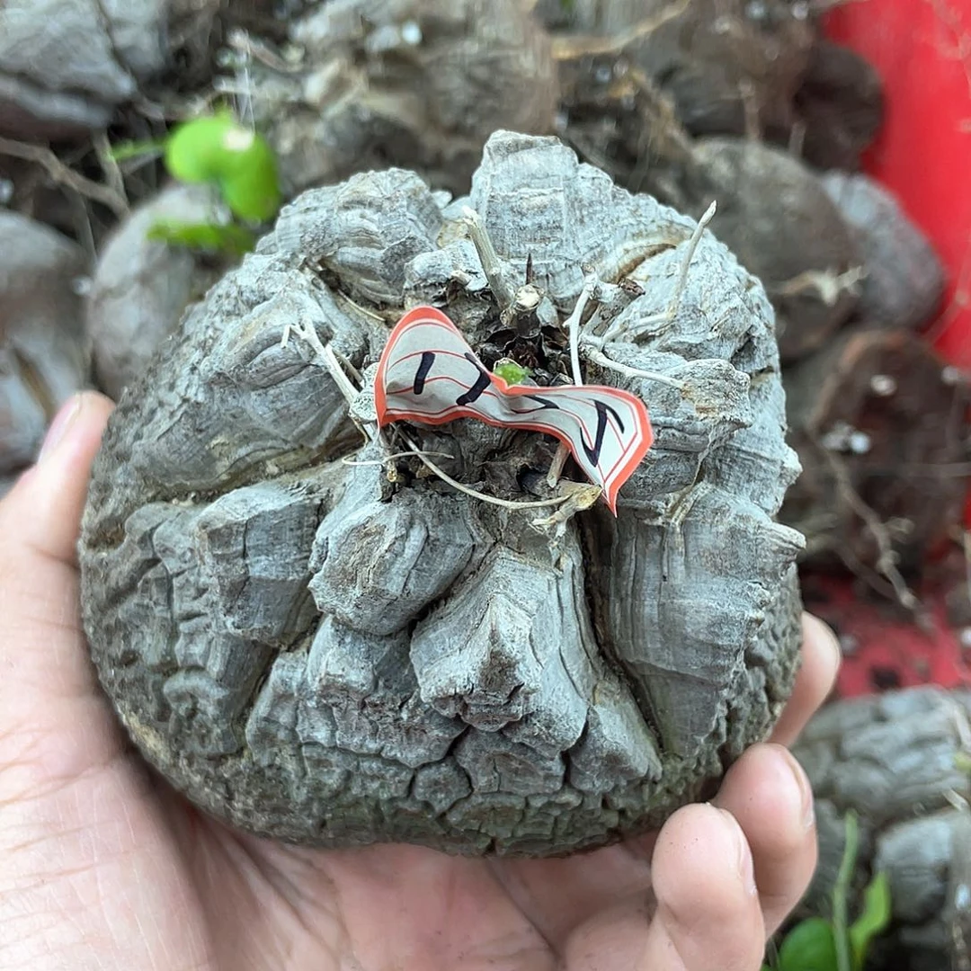 龟甲龙一物一拍1955号10.5cm